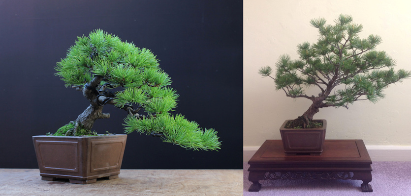 Pinus parviflora/ Japanese White Pine bonsai